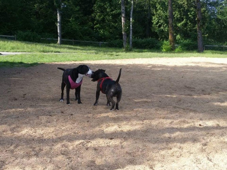 Kona, an American Bully and Bernese Mountain Dog mix tested with EmbarkVet.com