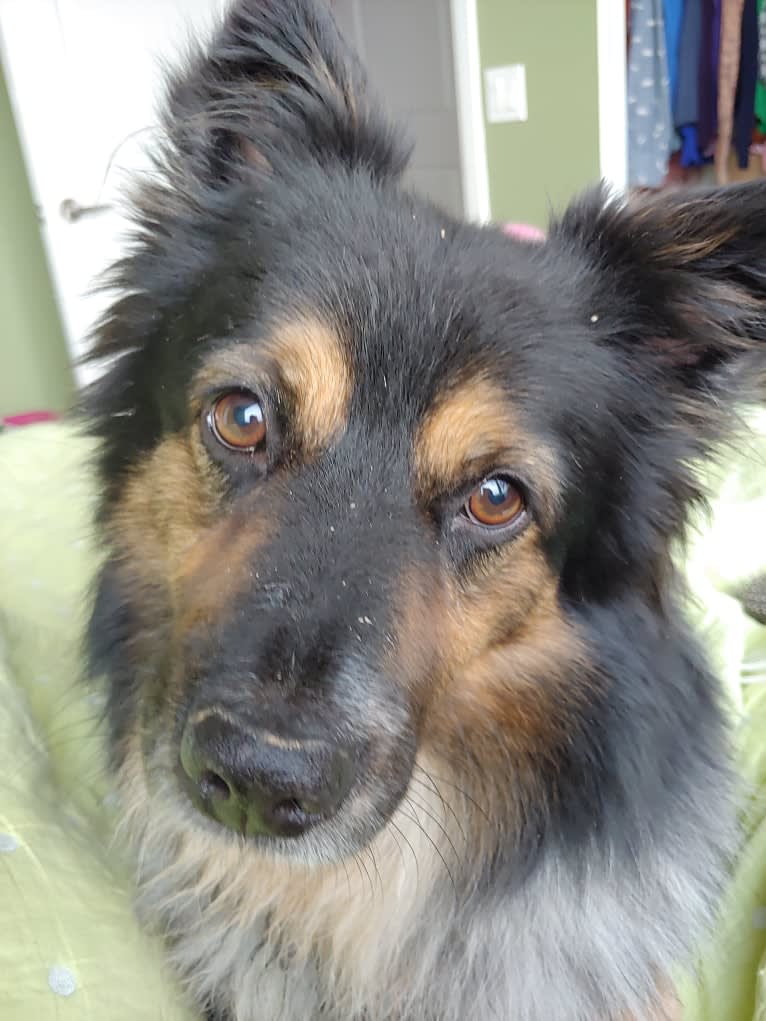 Quigley, an Australian Cattle Dog and Saint Bernard mix tested with EmbarkVet.com