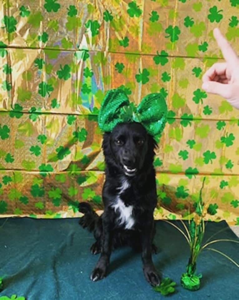 Sparrow, a Labrador Retriever and Border Collie mix tested with EmbarkVet.com