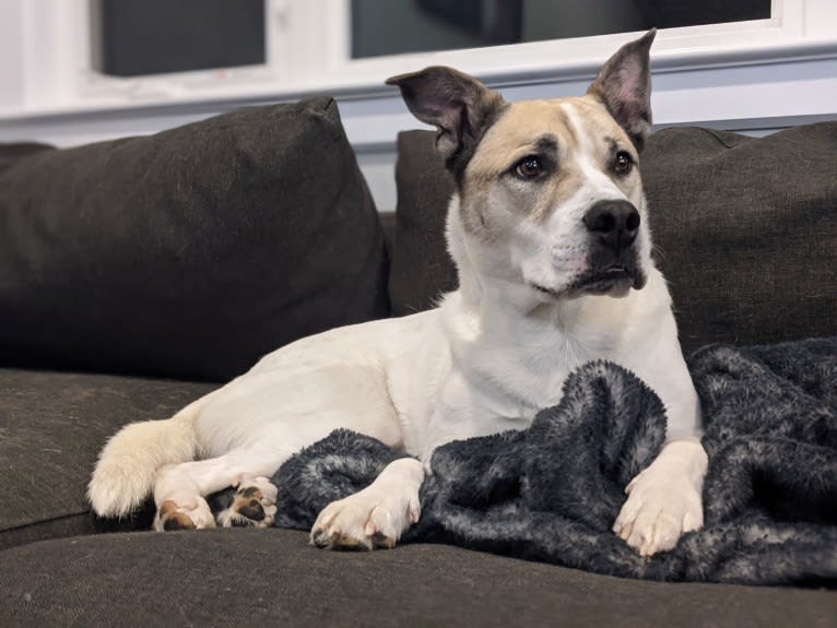 Mac, an American Pit Bull Terrier and Siberian Husky mix tested with EmbarkVet.com