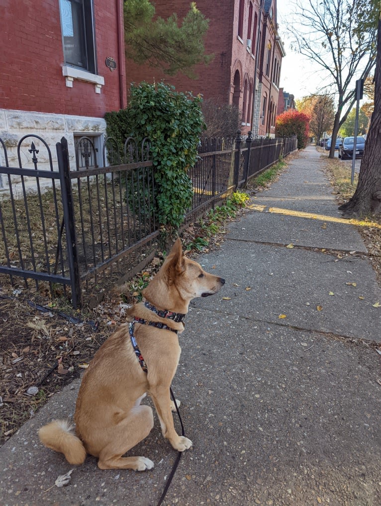 Apollo, a Jindo tested with EmbarkVet.com