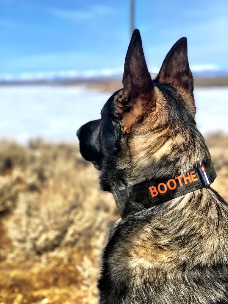 Booth vom Wahrsten, a German Shepherd Dog tested with EmbarkVet.com