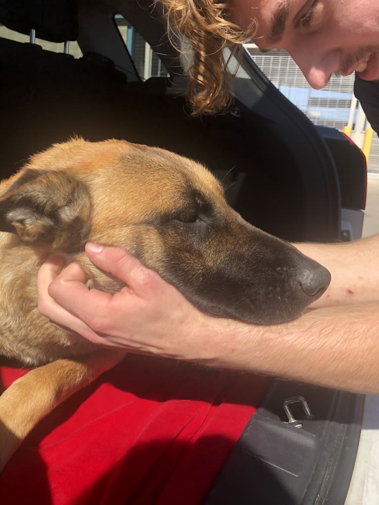 Whiskey, a Belgian Malinois and German Shepherd Dog mix tested with EmbarkVet.com