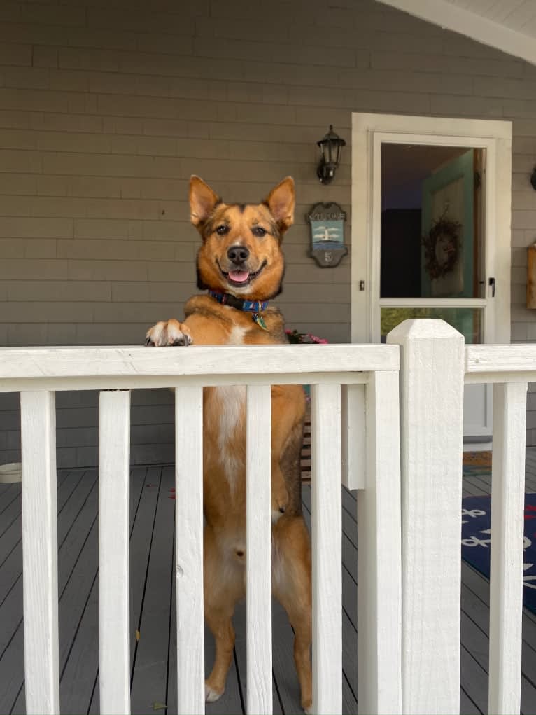 Alo, a Chow Chow and American Pit Bull Terrier mix tested with EmbarkVet.com