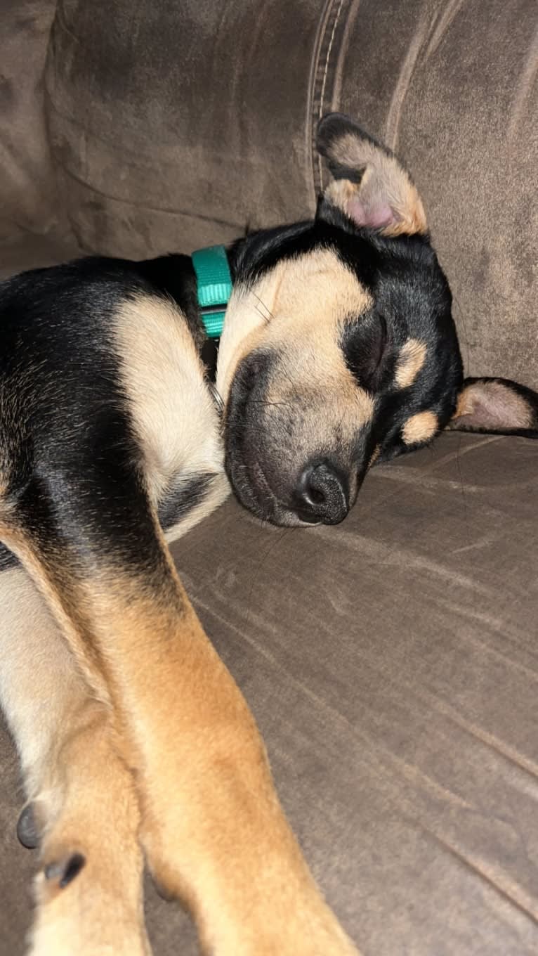 Kai, an Australian Cattle Dog and American Pit Bull Terrier mix tested with EmbarkVet.com