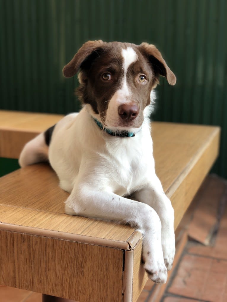 Enzo, a Southeast Asian Village Dog and English Cocker Spaniel mix tested with EmbarkVet.com