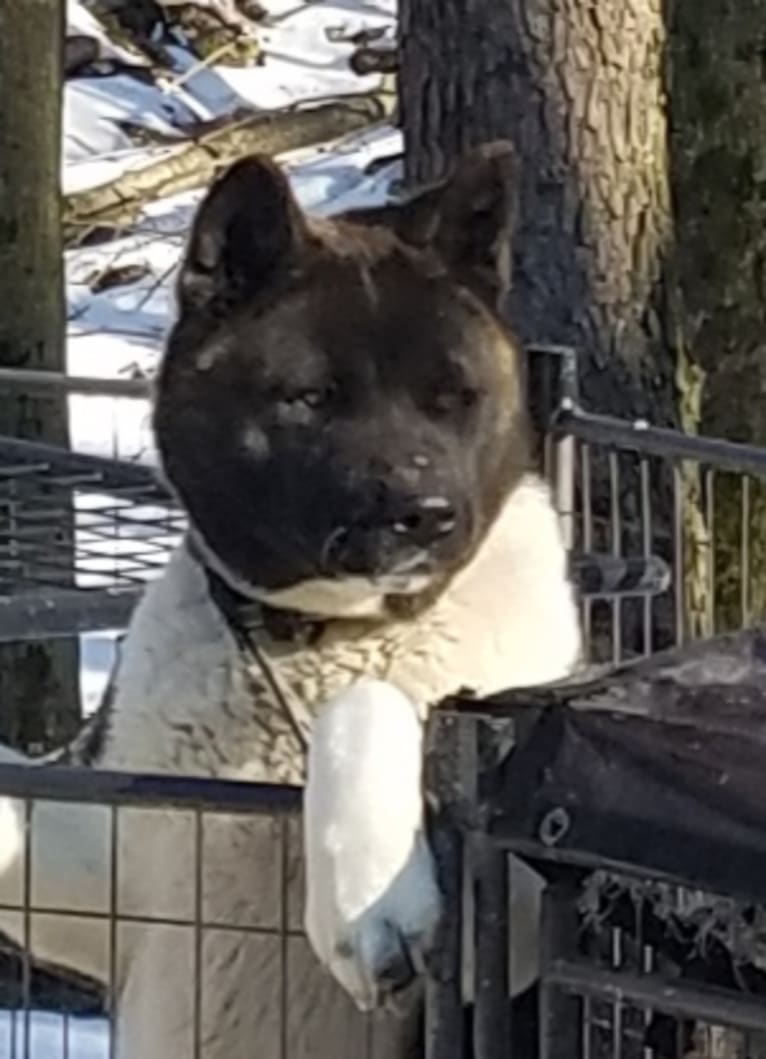 Casey, an Akita tested with EmbarkVet.com