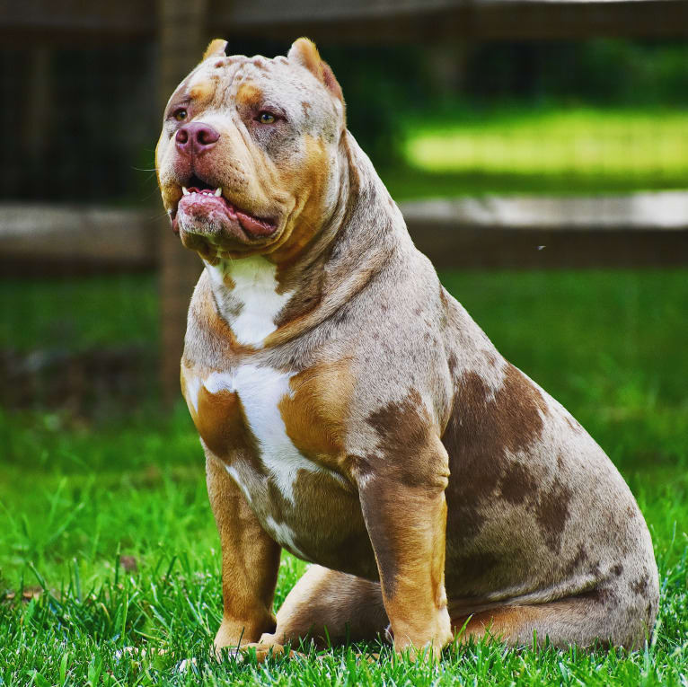 Vito, an American Bully tested with EmbarkVet.com