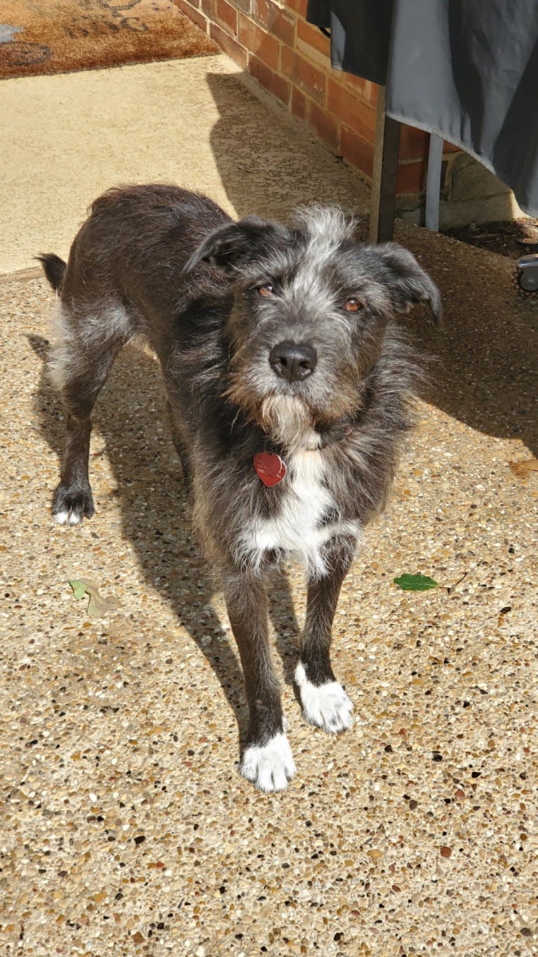 Clover, a Labrador Retriever and American Pit Bull Terrier mix tested with EmbarkVet.com