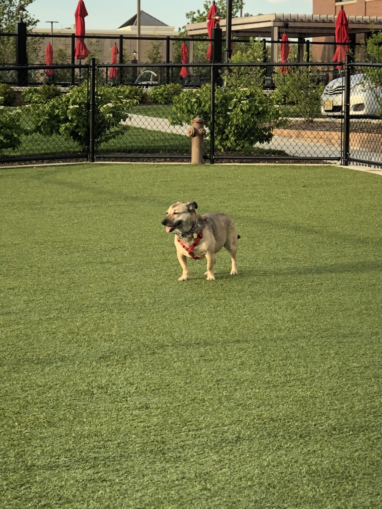 Lupin, a Chihuahua and Poodle (Small) mix tested with EmbarkVet.com