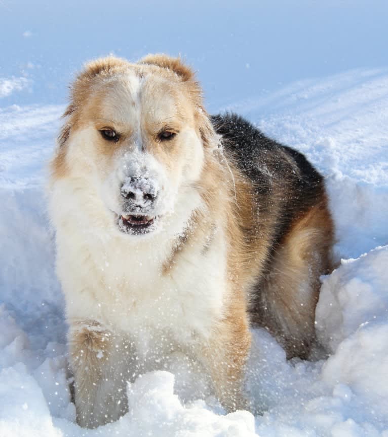 Buckley, a Siberian Husky and Labrador Retriever mix tested with EmbarkVet.com