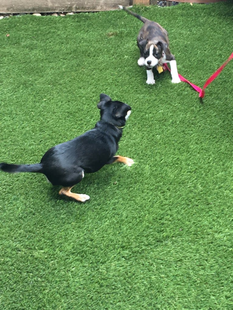 Jake, a Chihuahua and Dachshund mix tested with EmbarkVet.com