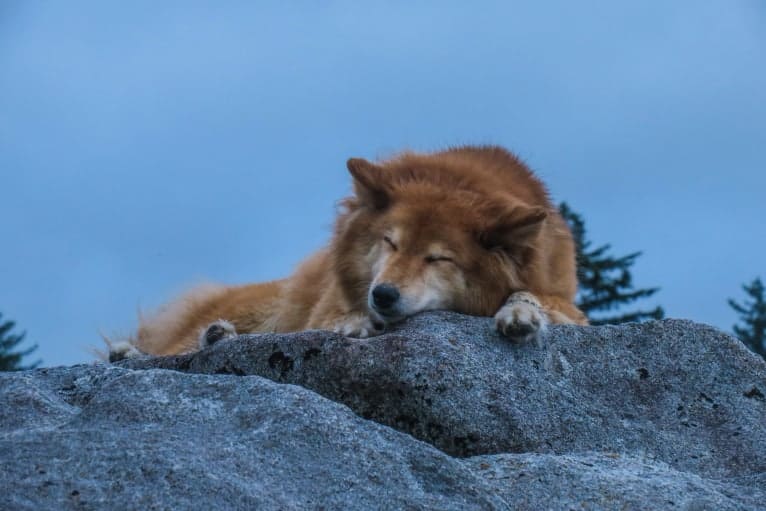 Asmodeus, a Shiba Inu and Shetland Sheepdog mix tested with EmbarkVet.com