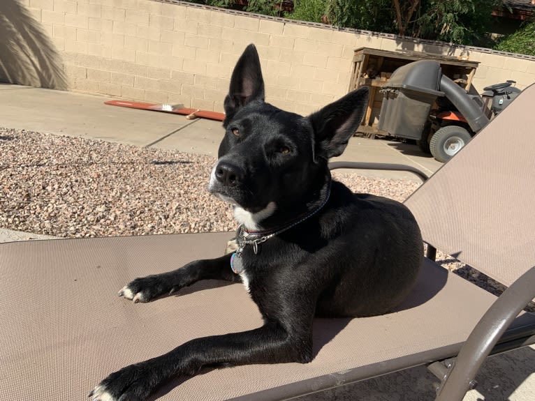 Ceci, an American Pit Bull Terrier and Australian Cattle Dog mix tested with EmbarkVet.com