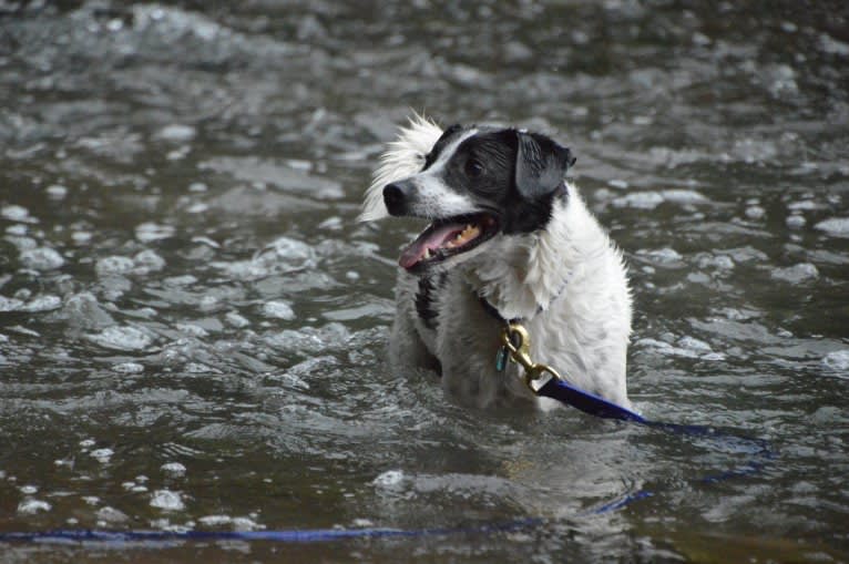 Jack, a Russell-type Terrier and Mountain Cur mix tested with EmbarkVet.com