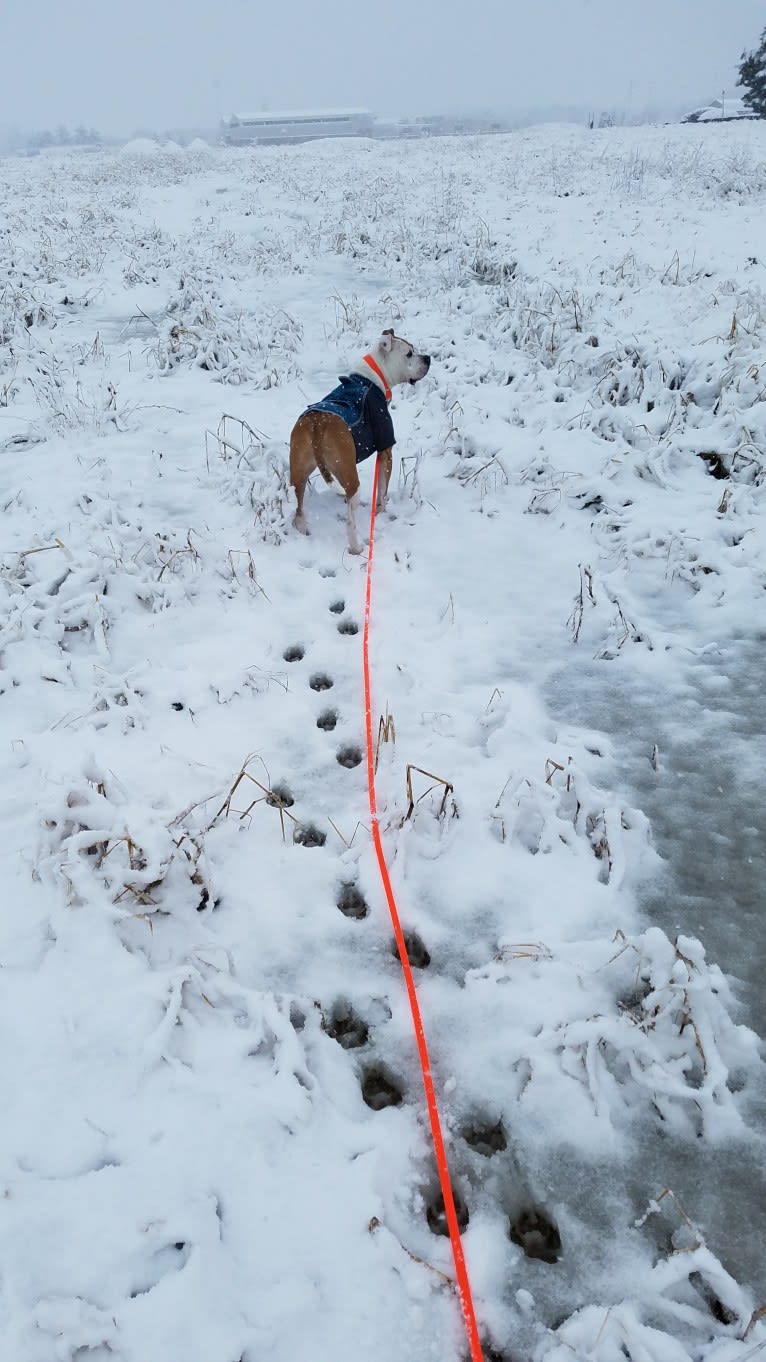 Milo, an American Bully and Bulldog mix tested with EmbarkVet.com