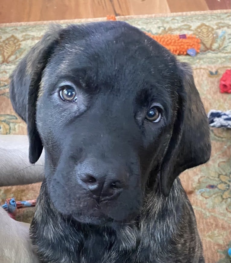 Jeter, a Mastiff tested with EmbarkVet.com