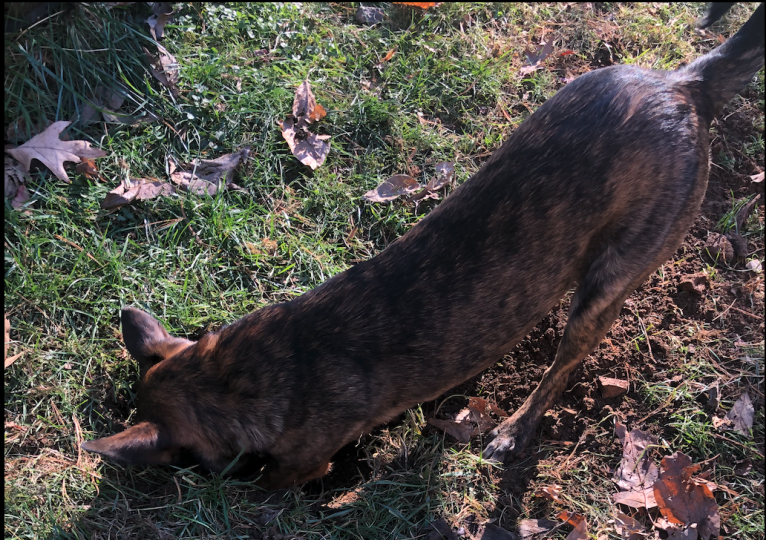 Foxy, a Mountain Cur and German Shepherd Dog mix tested with EmbarkVet.com