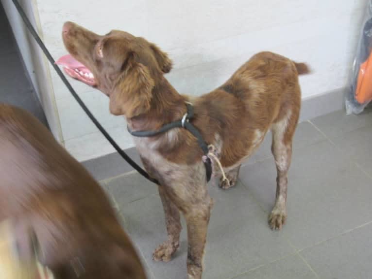 Bekkie, a Brittany and Mastiff mix tested with EmbarkVet.com