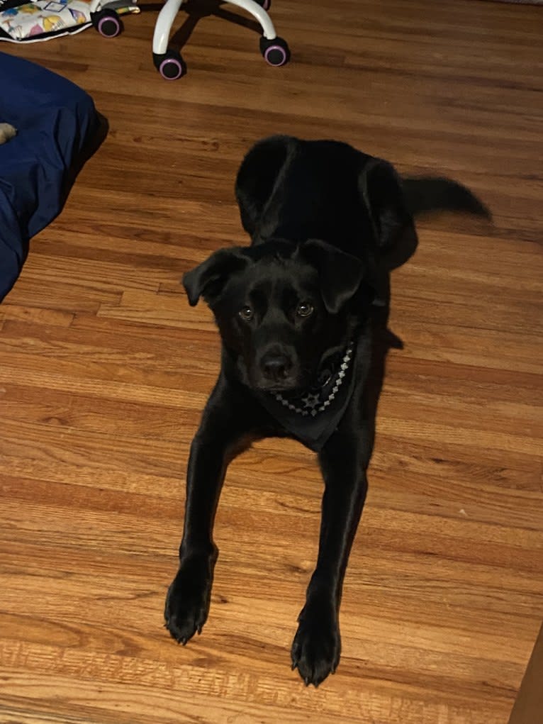 Saint, a Labrador Retriever and German Shepherd Dog mix tested with EmbarkVet.com