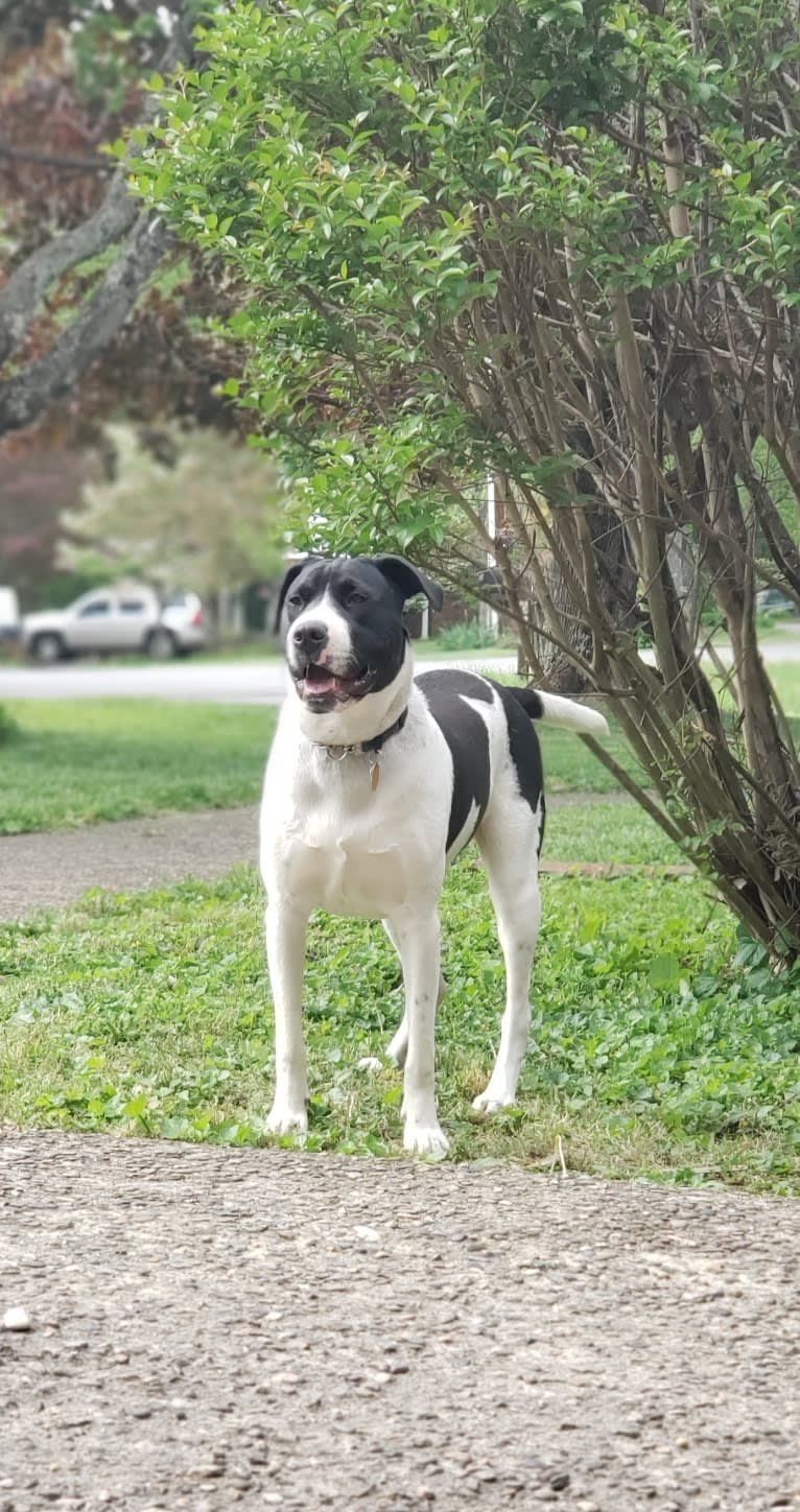 Pogo, an American Pit Bull Terrier and Golden Retriever mix tested with EmbarkVet.com