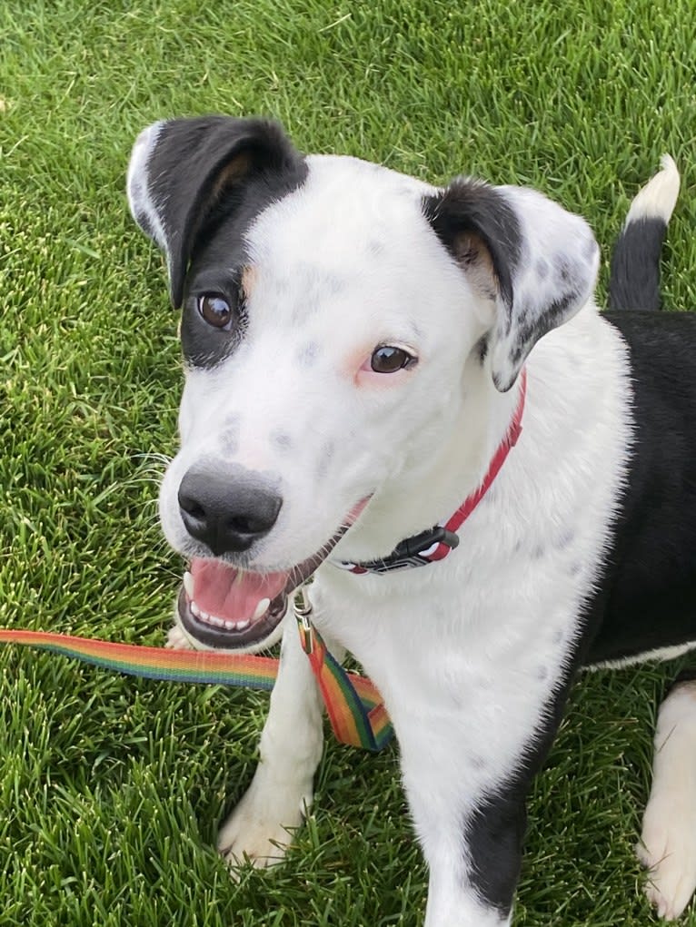 Frankie, an Australian Cattle Dog and American Pit Bull Terrier mix tested with EmbarkVet.com