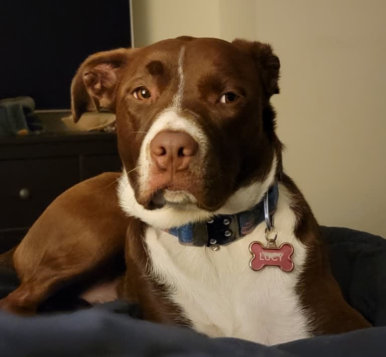 Lucy, an American Pit Bull Terrier and Border Collie mix tested with EmbarkVet.com