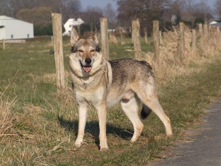 Warrow, a Czechoslovakian Vlcak tested with EmbarkVet.com