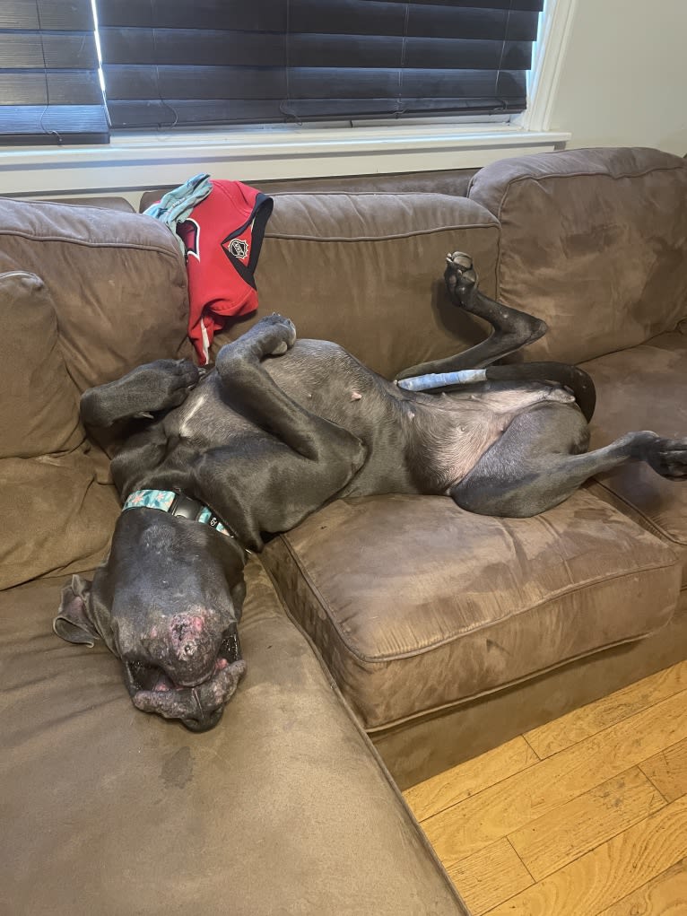 Luna, a Great Dane tested with EmbarkVet.com