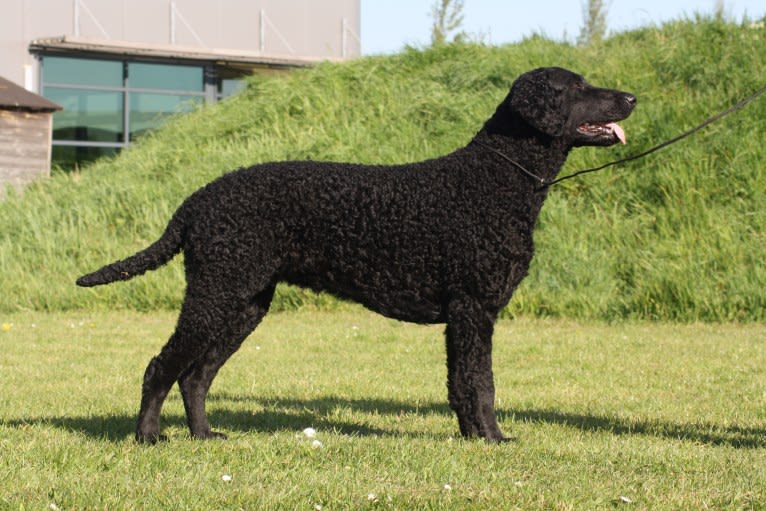 MAAN, a Curly-Coated Retriever tested with EmbarkVet.com