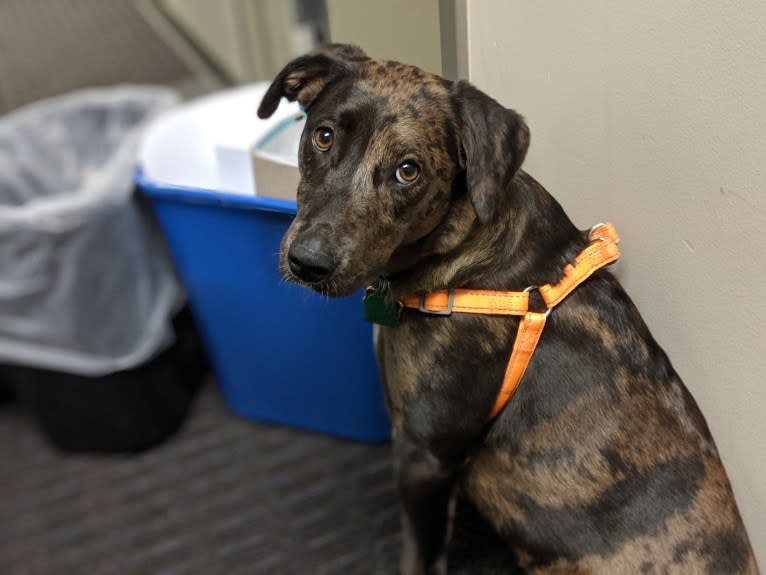 Blake, an American Bully and Dachshund mix tested with EmbarkVet.com