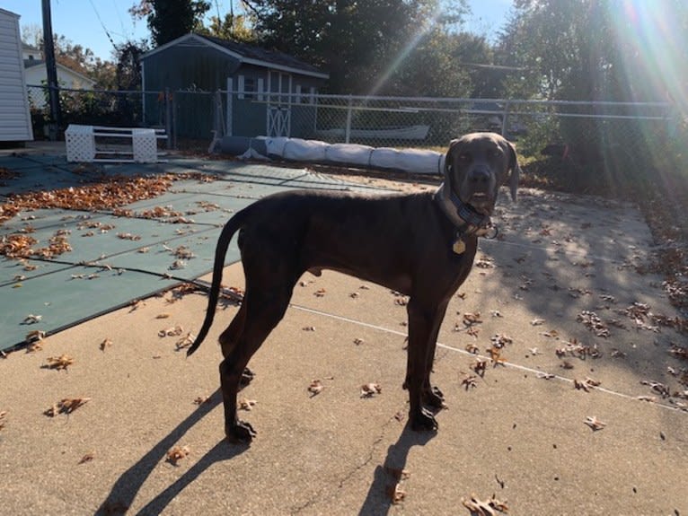 Knox, a Weimaraner tested with EmbarkVet.com