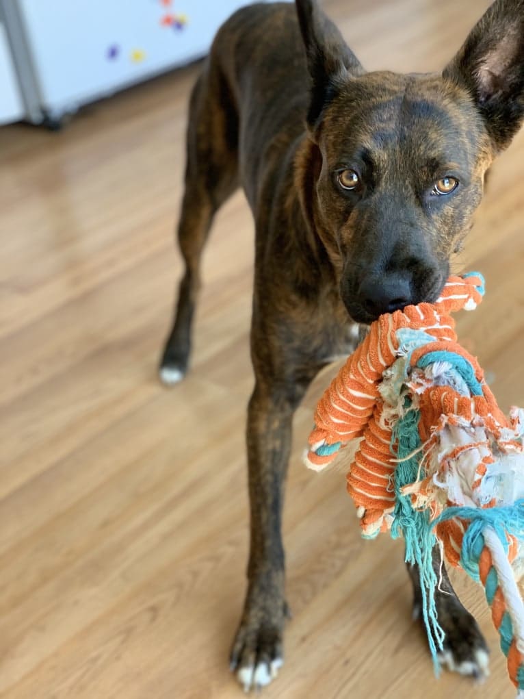 INU, an American Pit Bull Terrier and German Shepherd Dog mix tested with EmbarkVet.com