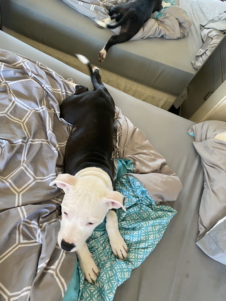 Max Lewis Cannady, an American Pit Bull Terrier and American Staffordshire Terrier mix tested with EmbarkVet.com