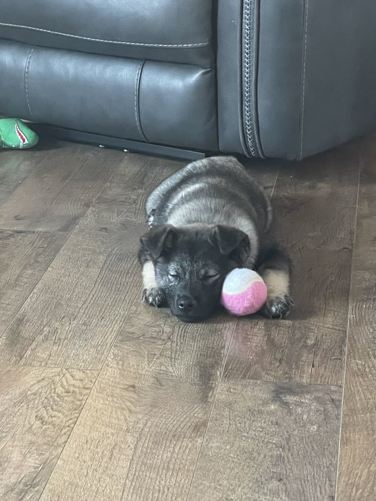 Brutus, a Norwegian Elkhound tested with EmbarkVet.com