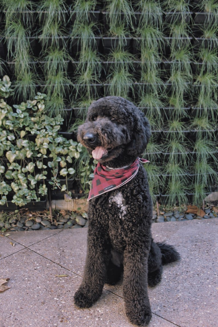 Lambeau, a Goldendoodle tested with EmbarkVet.com