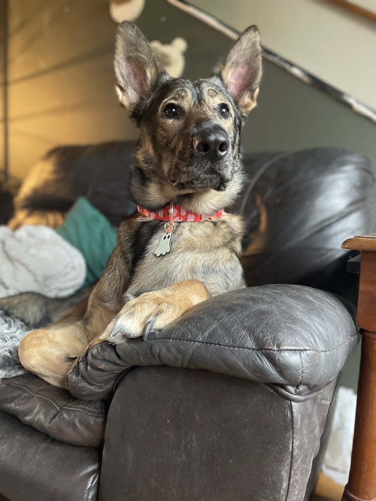 Murphy, a German Shepherd Dog and Labrador Retriever mix tested with EmbarkVet.com