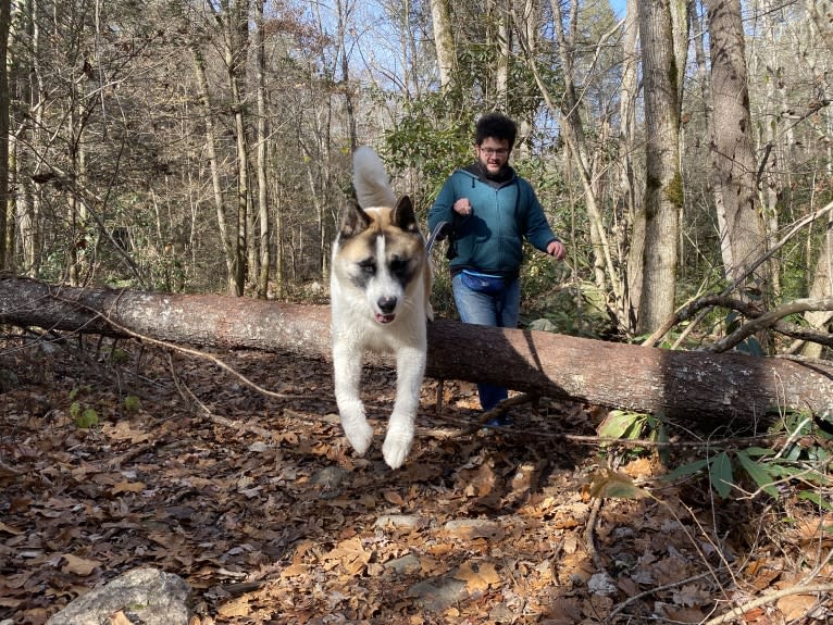 Kenji, an Akita tested with EmbarkVet.com