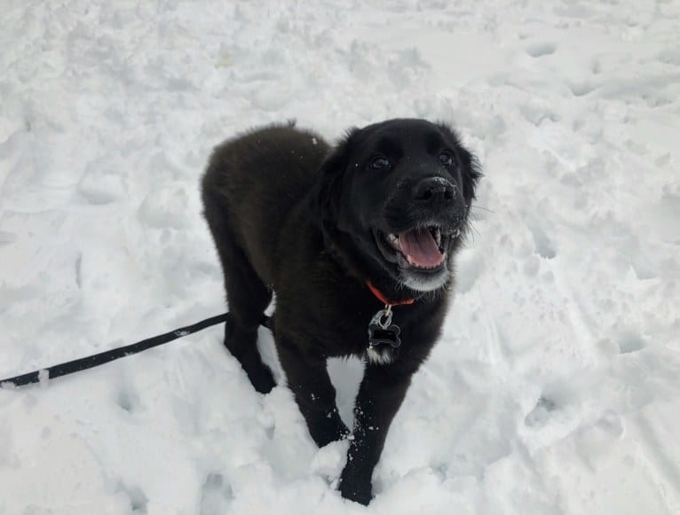 Conway, a Golden Retriever and Great Pyrenees mix tested with EmbarkVet.com