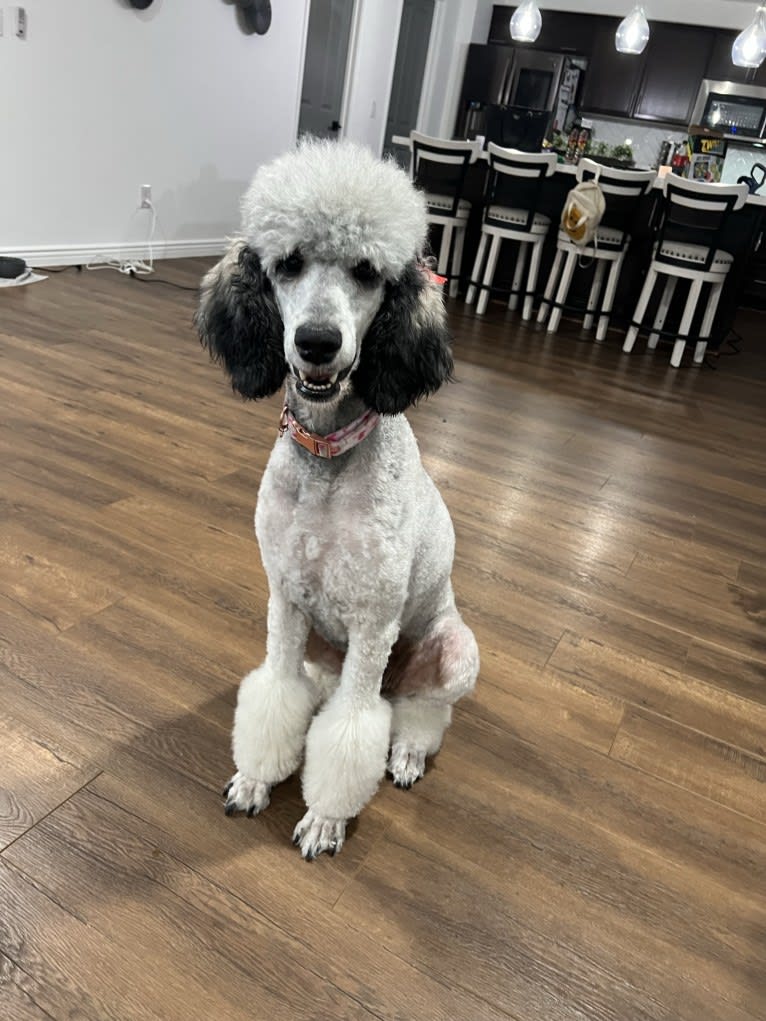 Katana, a Poodle (Standard) tested with EmbarkVet.com