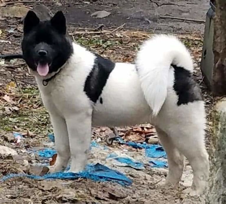 Sansa, an Akita tested with EmbarkVet.com