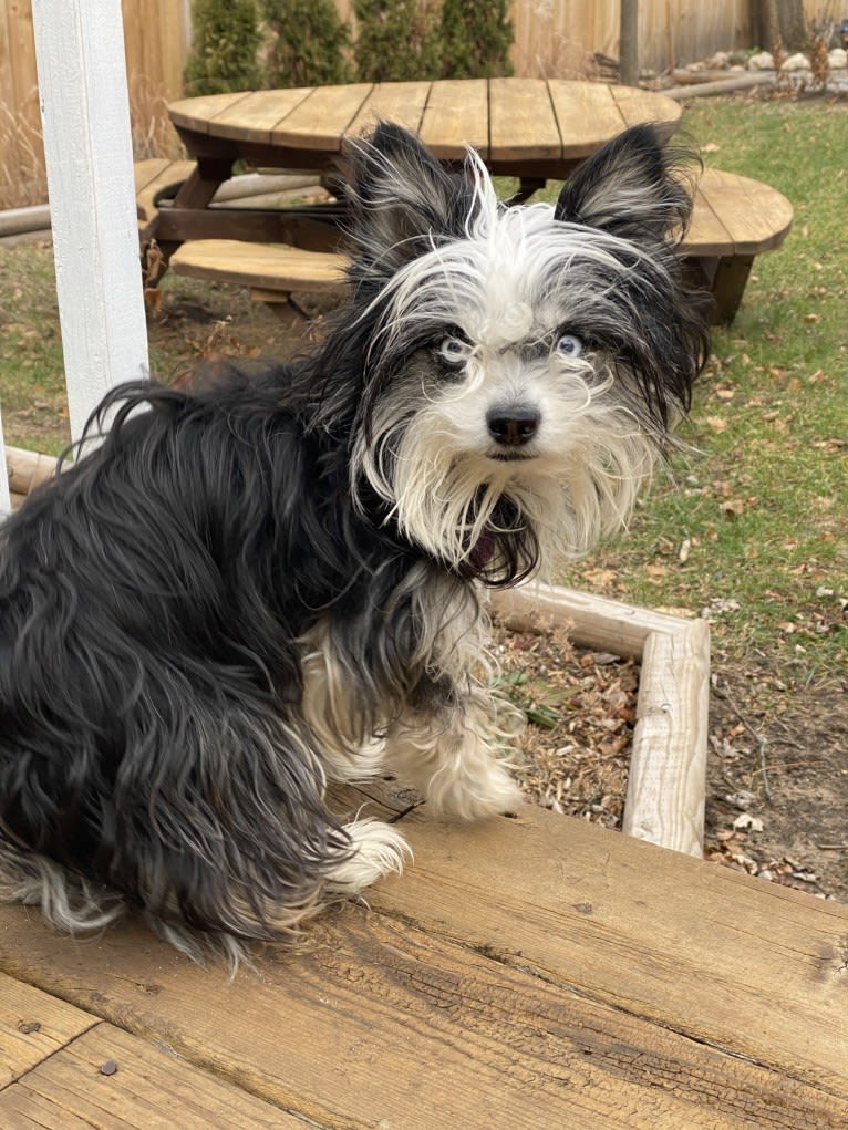 Echo, a Chihuahua and Miniature Pinscher mix tested with EmbarkVet.com