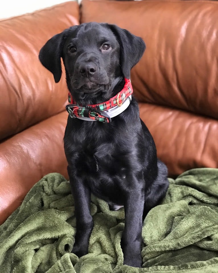 Gus, an English Springer Spaniel and Labrador Retriever mix tested with EmbarkVet.com