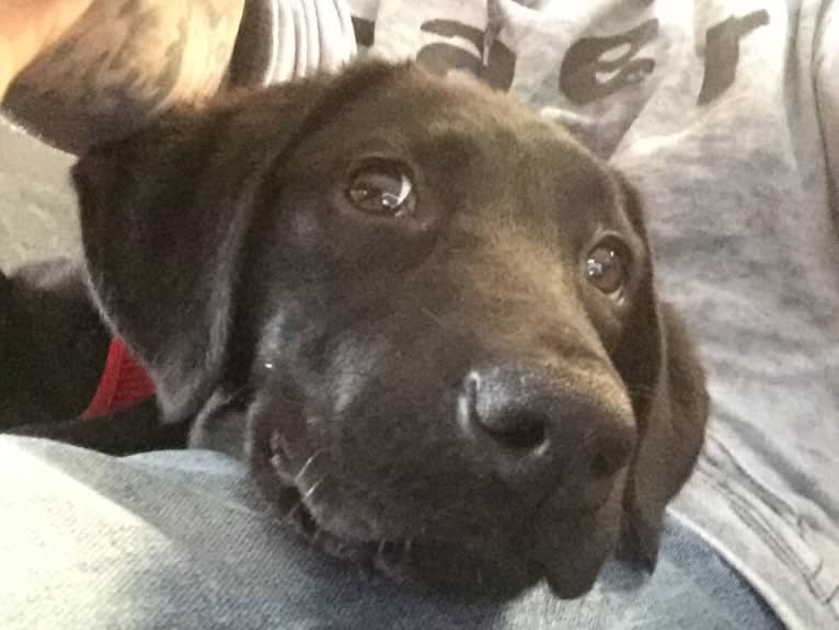 Cindy Lou, a Labrador Retriever and Border Collie mix tested with EmbarkVet.com