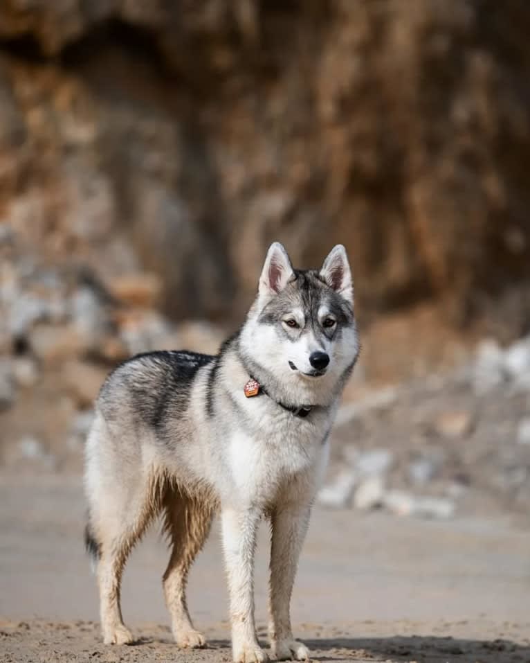 Na'vi, a Siberian Husky and German Shepherd Dog mix tested with EmbarkVet.com