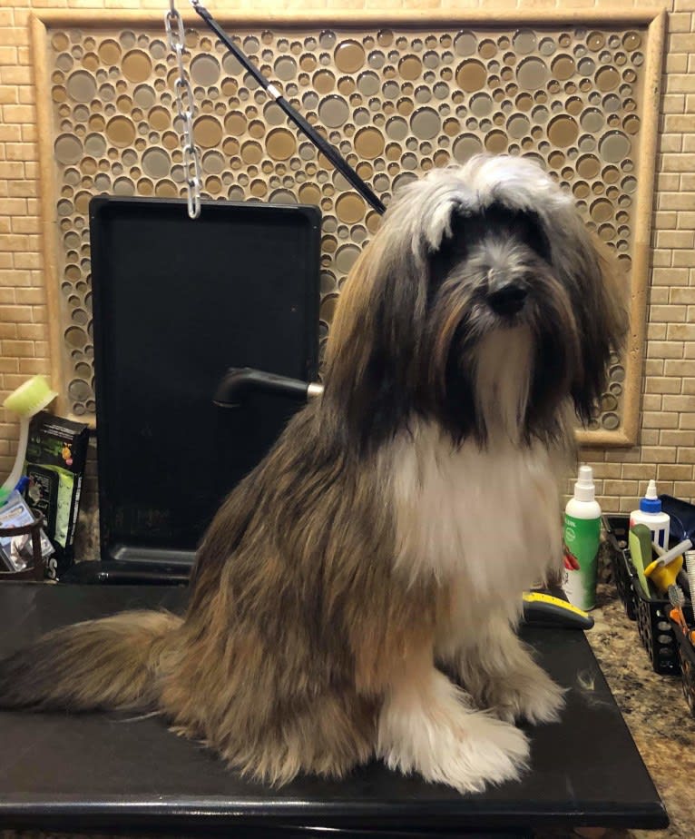 Rudee, a Tibetan Terrier tested with EmbarkVet.com