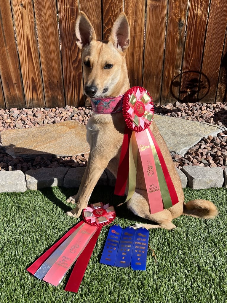 Lady Nala Bear BCF, a Carolina Dog tested with EmbarkVet.com