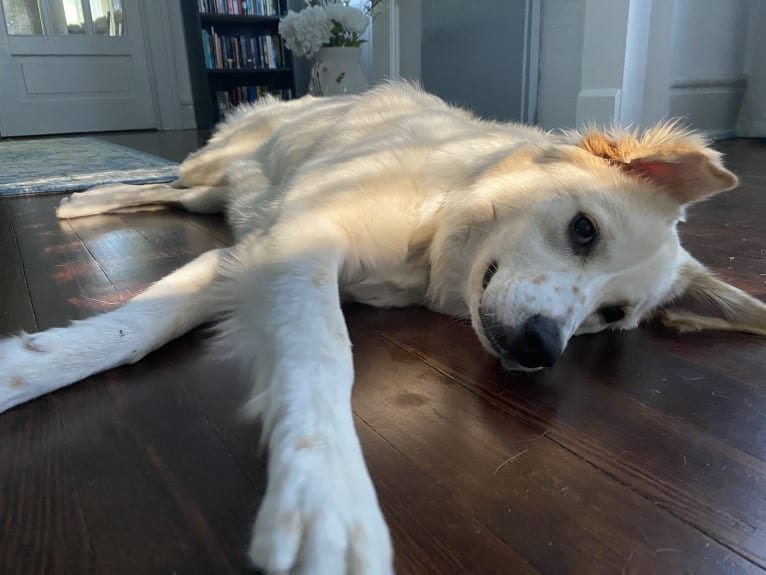 Fenrir, a Border Collie and Great Pyrenees mix tested with EmbarkVet.com