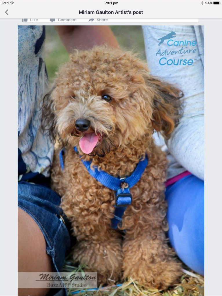 Teddy, a Poodle (Small) tested with EmbarkVet.com