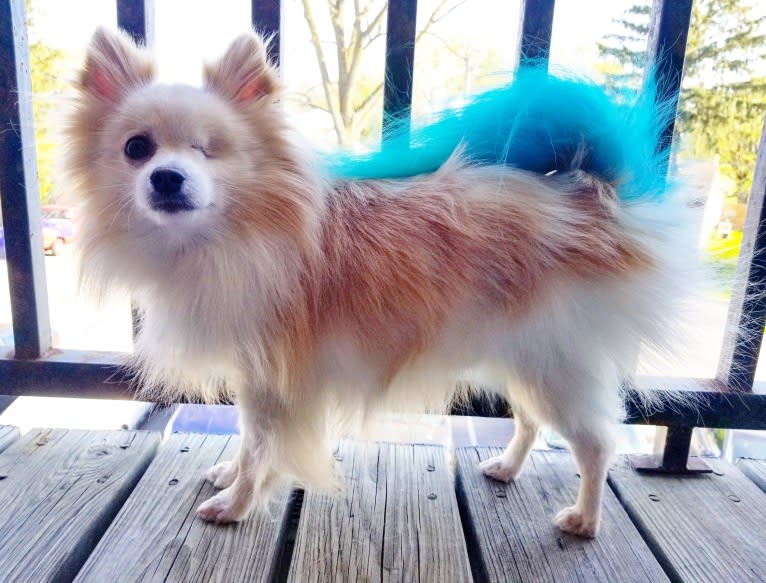 Miruko, a Pomeranian tested with EmbarkVet.com